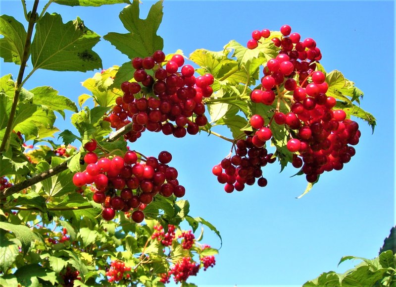 Калина красная куст