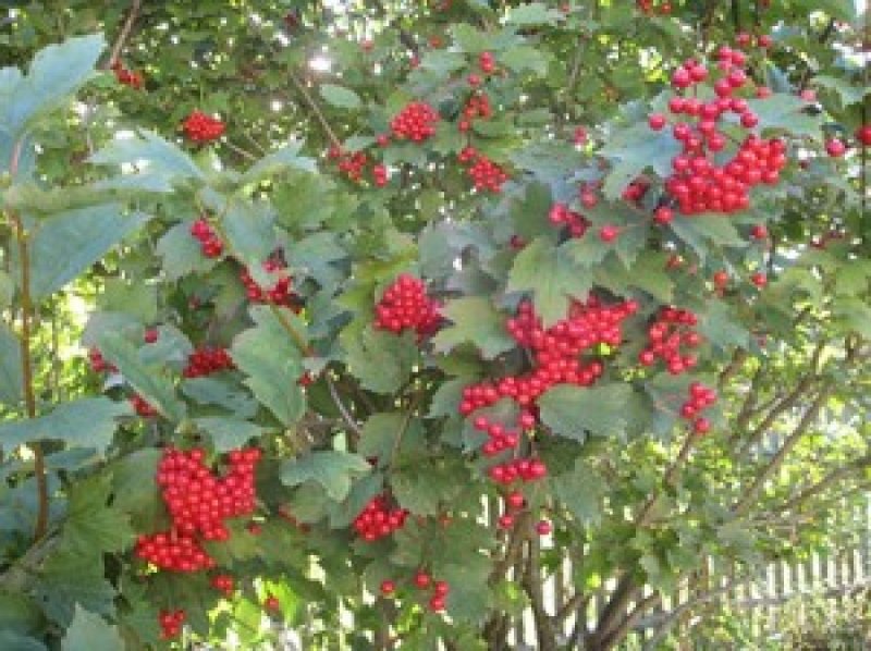 Калина красная кустарник