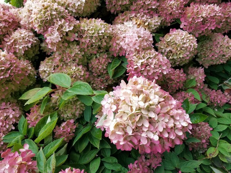 Гортензия метельчатая `Perle de Festival`
