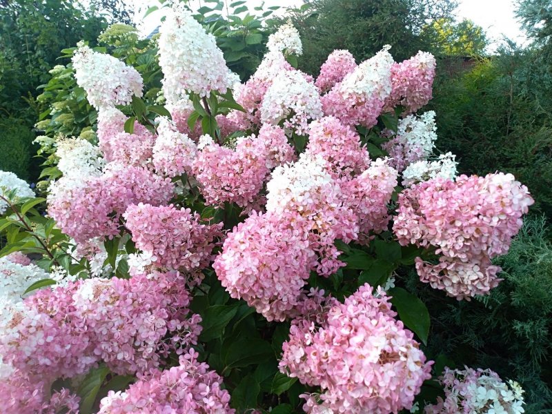 Канделайт гортензия метельчатая