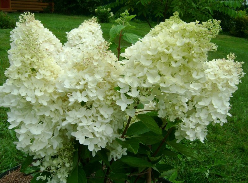 Гортензия метельчатая Hydrangea paniculata