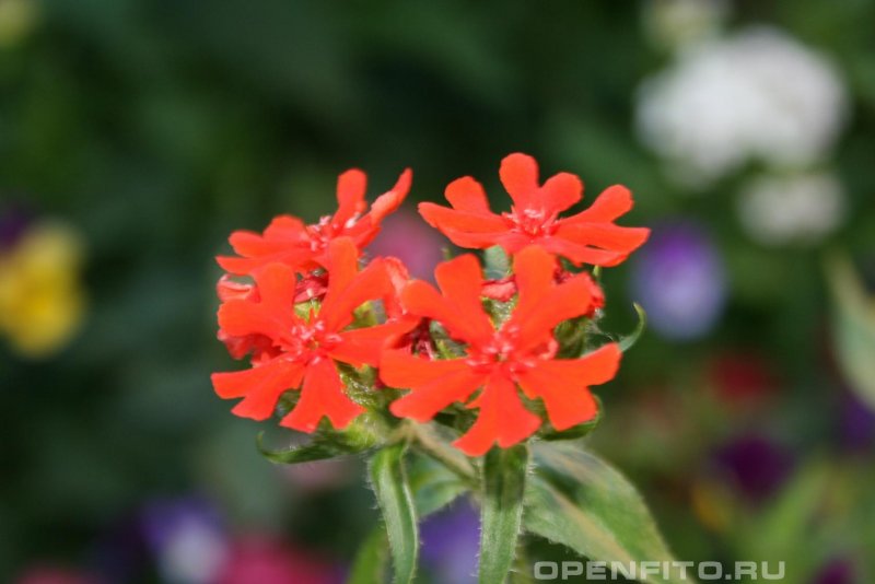 Лихнис халцедонский