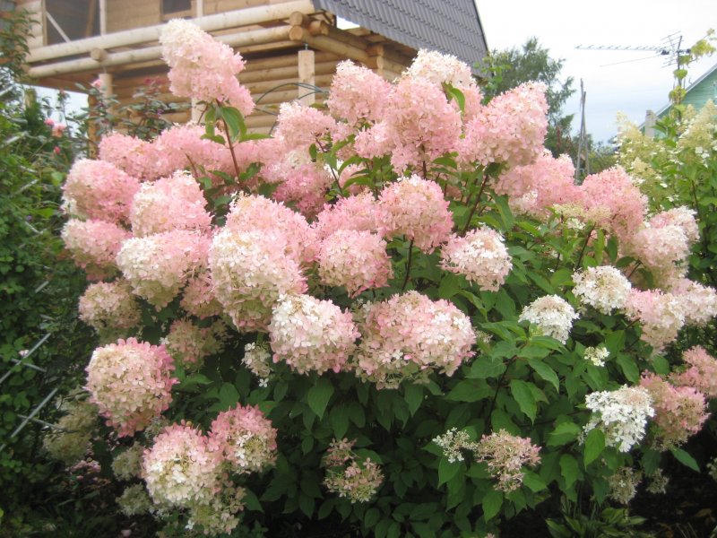 Гортензия метельчатая grandiflora