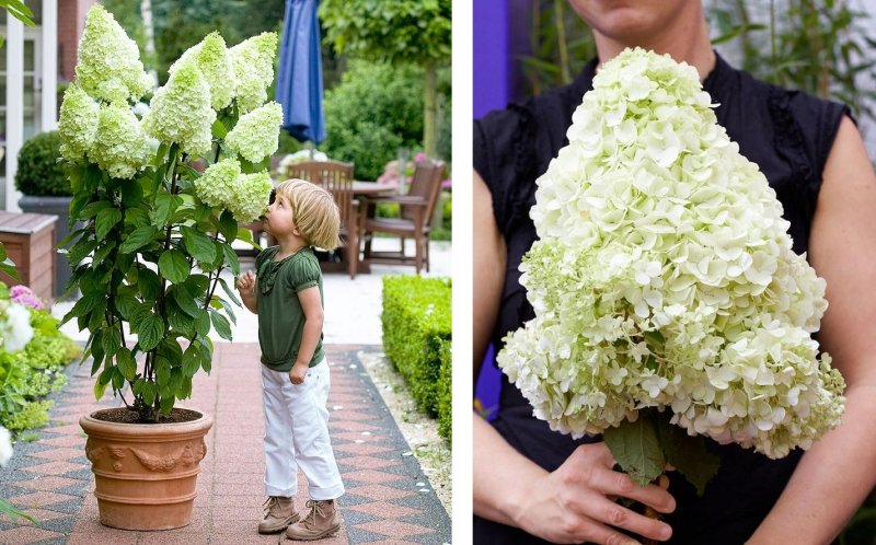 Гортензия метельчатая Hydrangea paniculata “grandiflora”