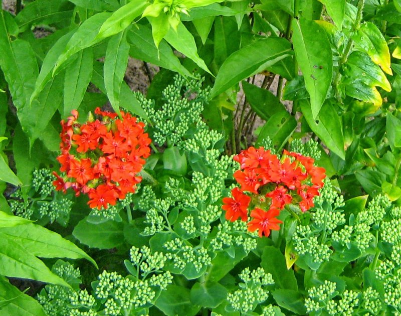 Лихнис Огненная лава