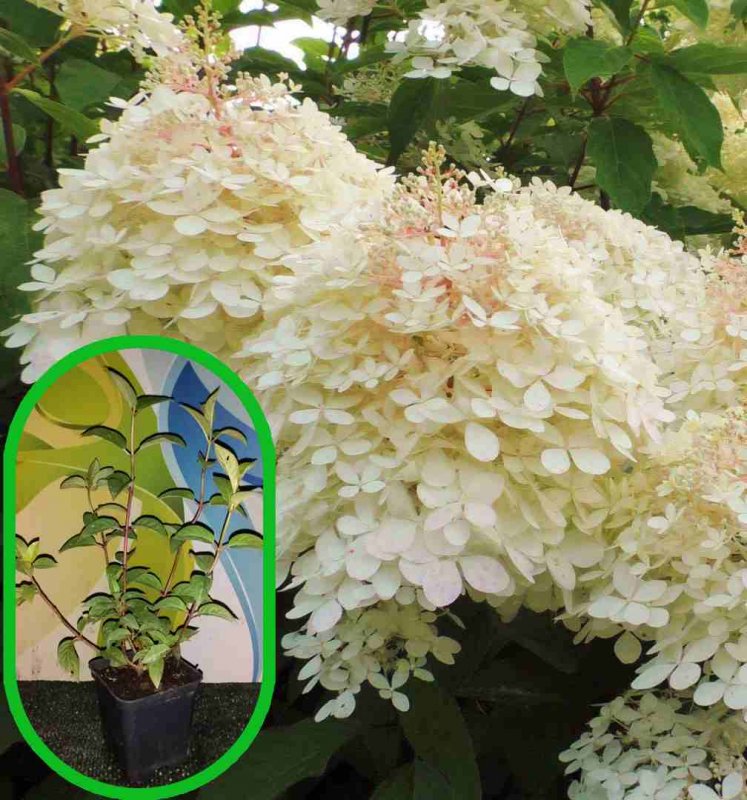 Гортензия метельчатая грандифлора grandiflora