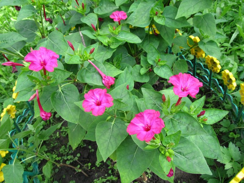 Лихнис халцедонский (Lychnis chalcedonica)