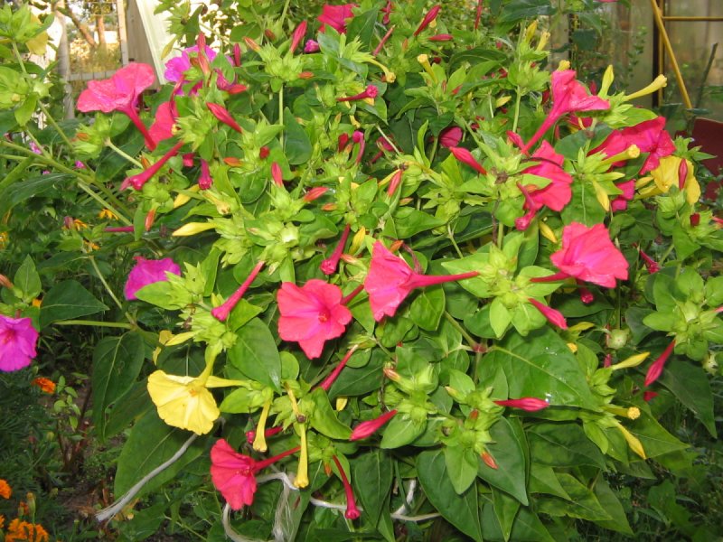 Mirabilis Jalapa l.
