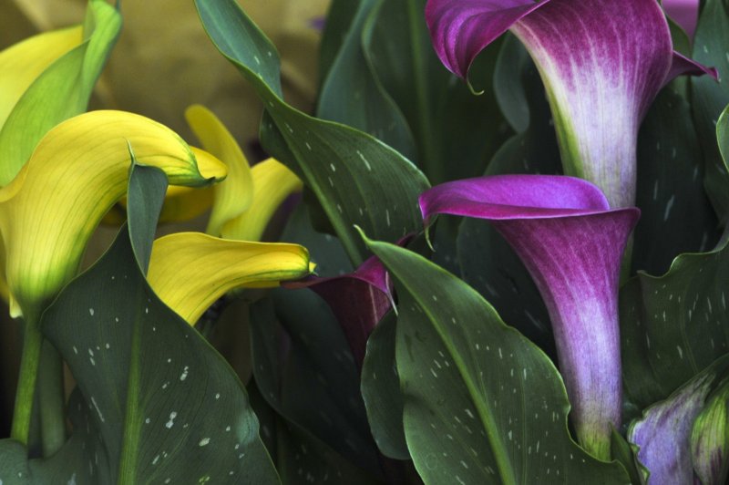 Геншин Calla Lily