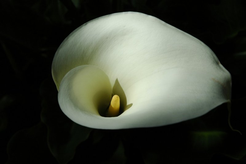 Callas цветы
