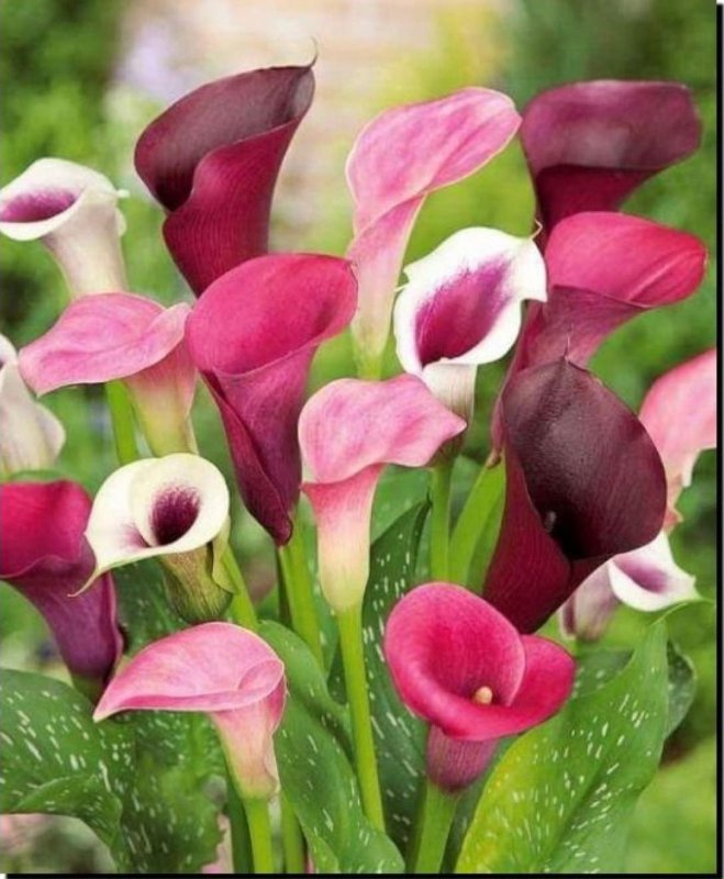 Calla Lily цветок