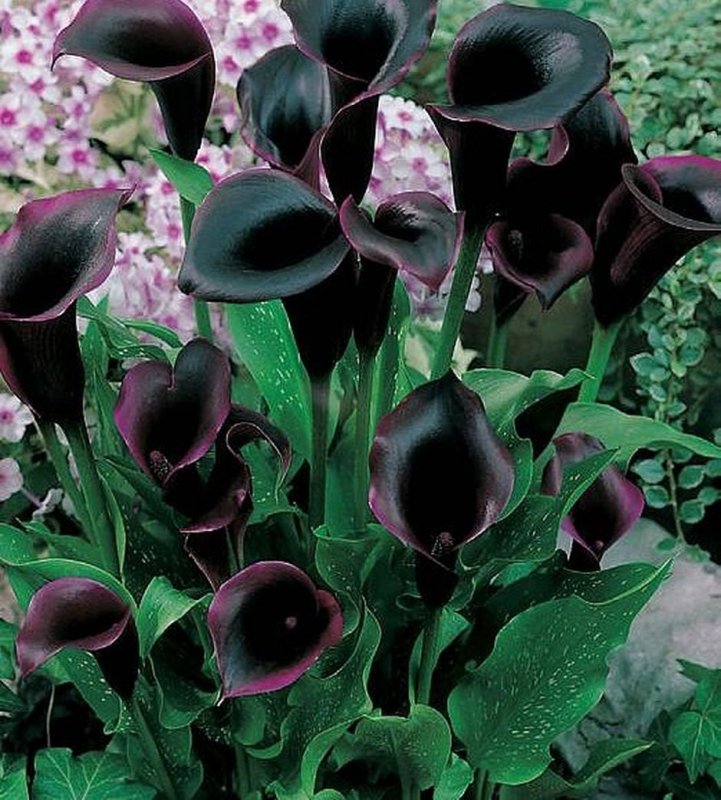 Калла (Zantedeschia) Самур