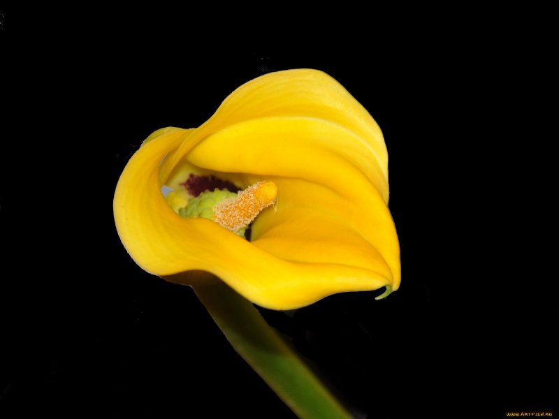 Геншин Calla Lily