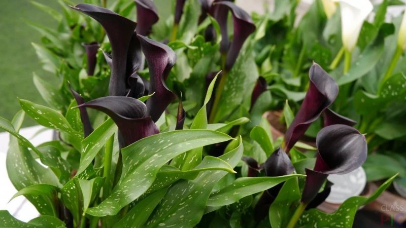 Каллы «Блэк Форест» (Black Forest)