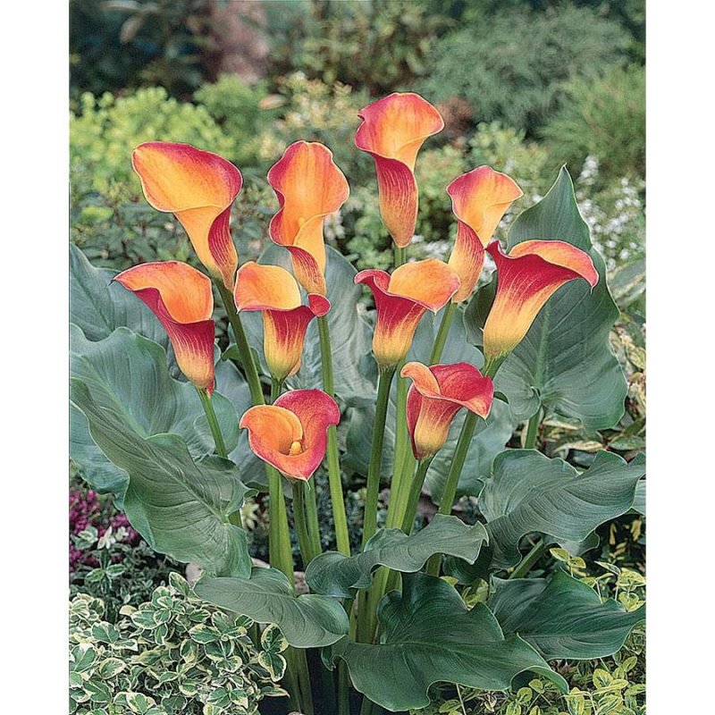 Калла Вайолет (Zantedeschia)фиолетовая