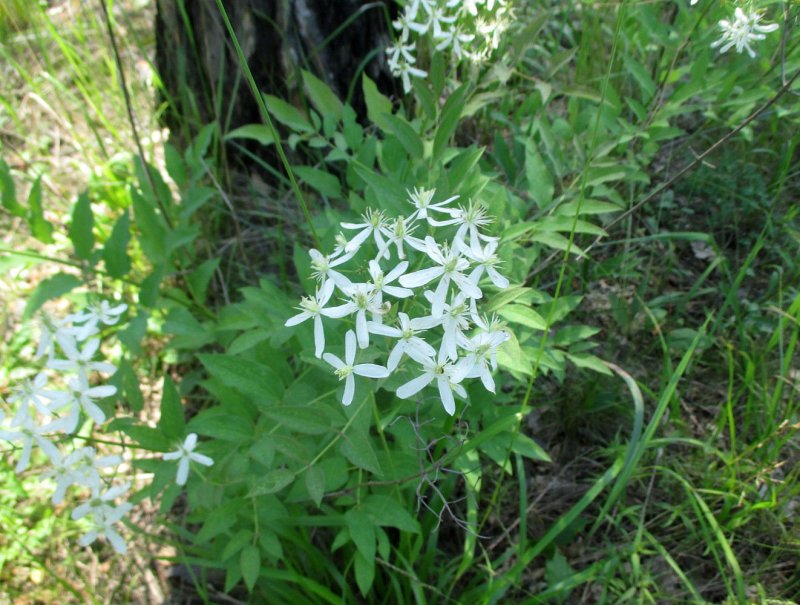Ломонос прямой Clematis recta