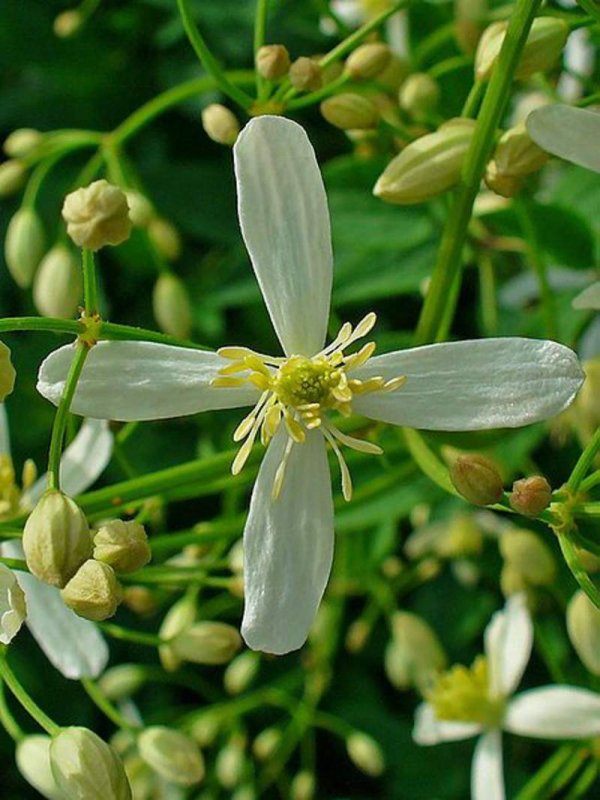 Ломонос прямой Clematis recta
