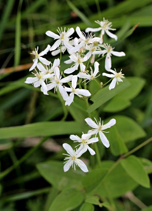 Ломонос прямой Clematis recta