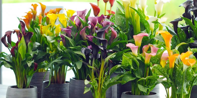 Zantedeschia aethiopica