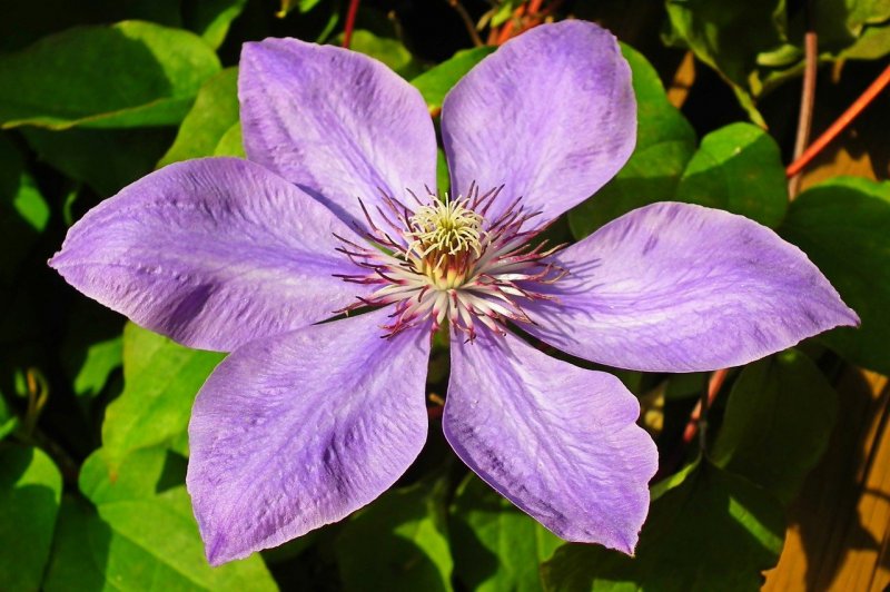 Clematis recta купить
