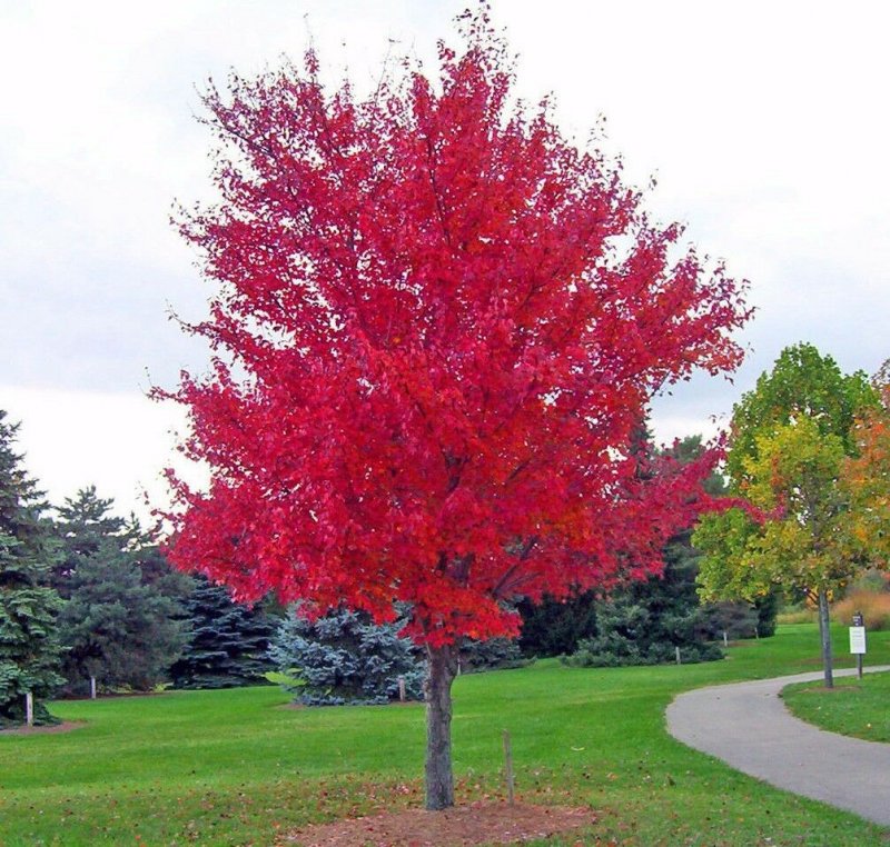 Клен красный `саммер ред`, Acer rubrum `Summer Red`