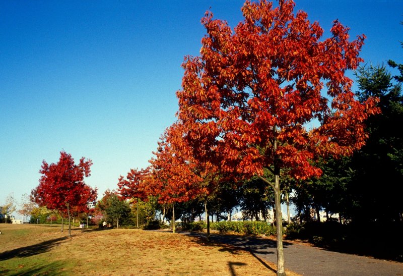 Дуб красный, Северный Quercus rubra