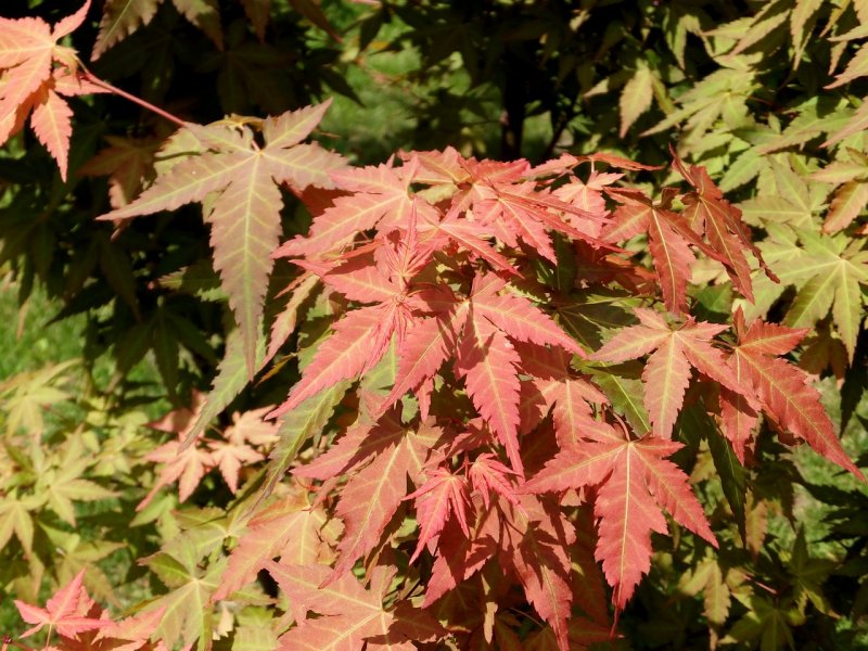 Acer palmatum иллюстрация