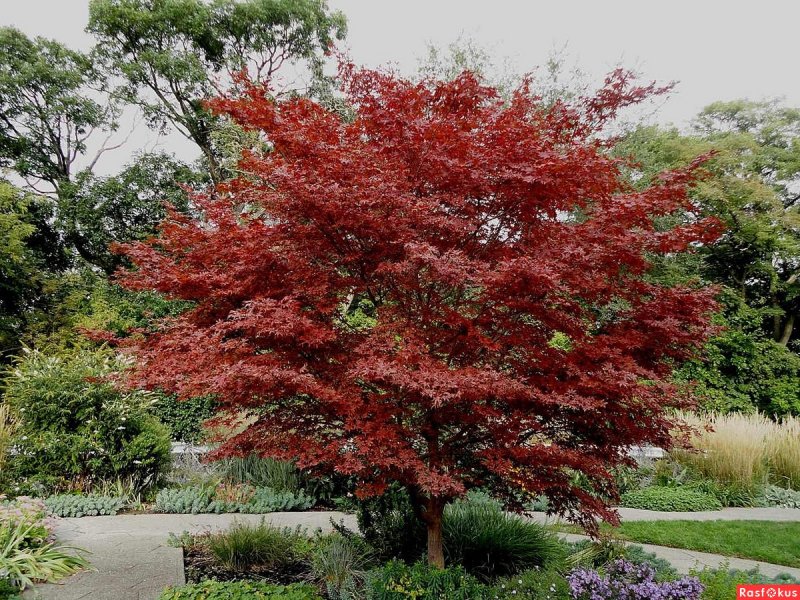 Клен красный Acer rubrum