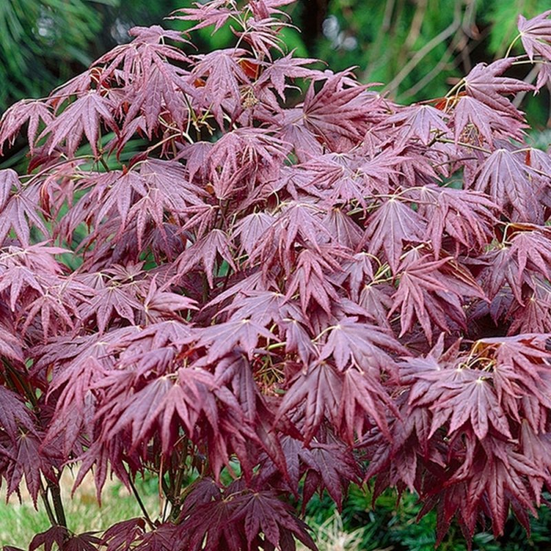 Клен японский dissectum Atropurpureum купить в Москве