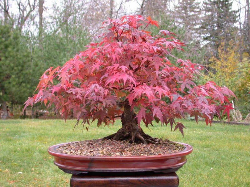 Acer palmatum Atropurpureum бонсай