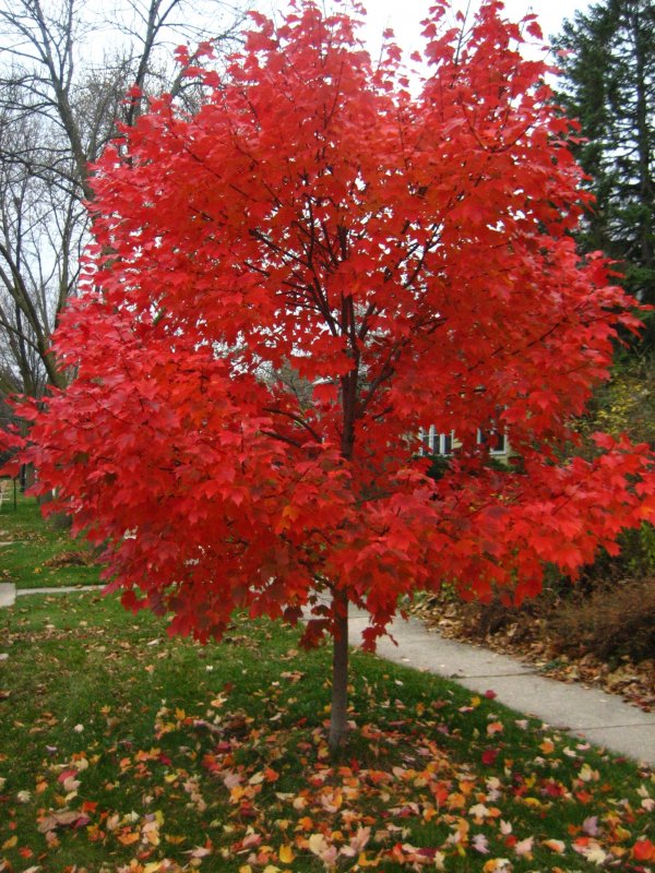 Клен Фримана autumn Blaze