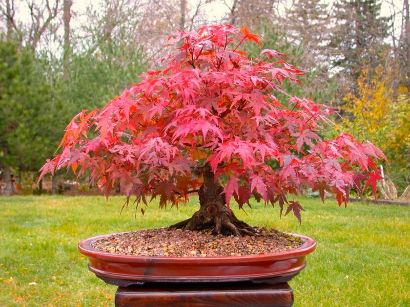Acer palmatum Atropurpureum бонсай