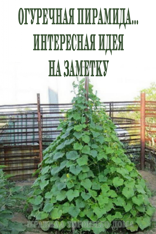 Огурцы на шпалере (Сергей Дьяков)