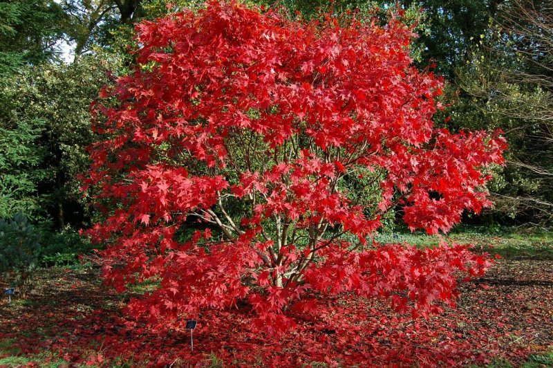 Acer palmatum Bonfire