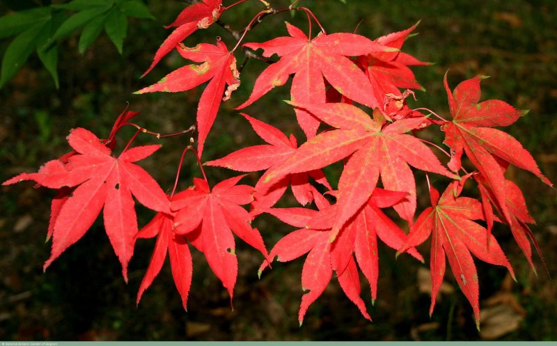 Acer palmatum Osakazuki