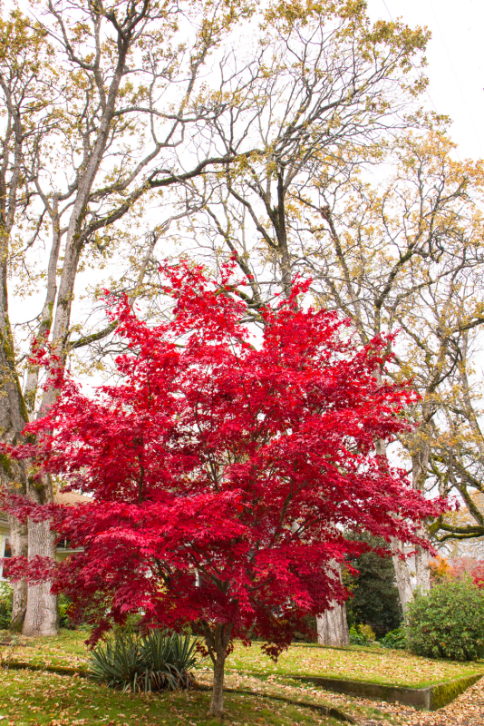 Acer palmatum 'Bloodgood'