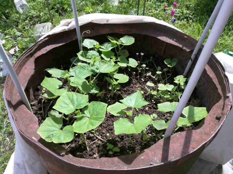 Клумбы для огурцов