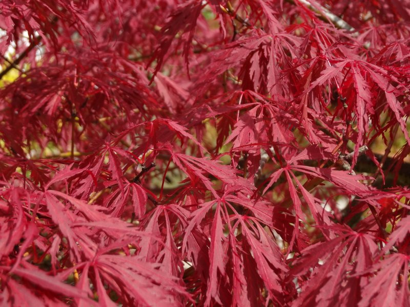 Acer palmatum 'Garnet'