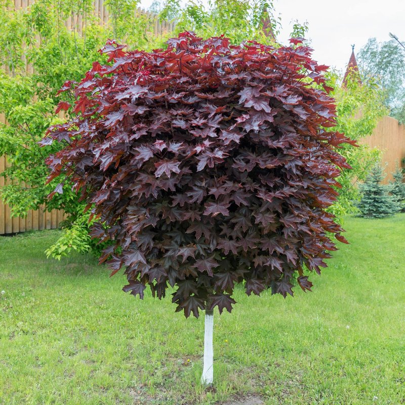 Клен остролистный (Acer platanoides)
