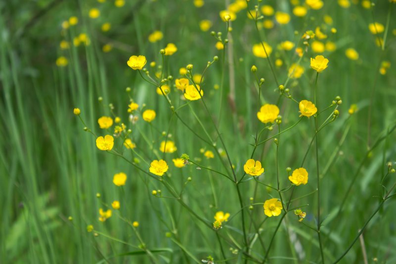 Лютик Ranunculus sartorianus
