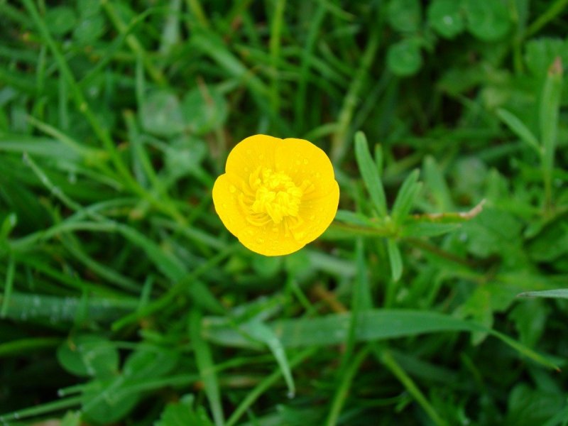 Лютик болотный ( Ranúnculus)