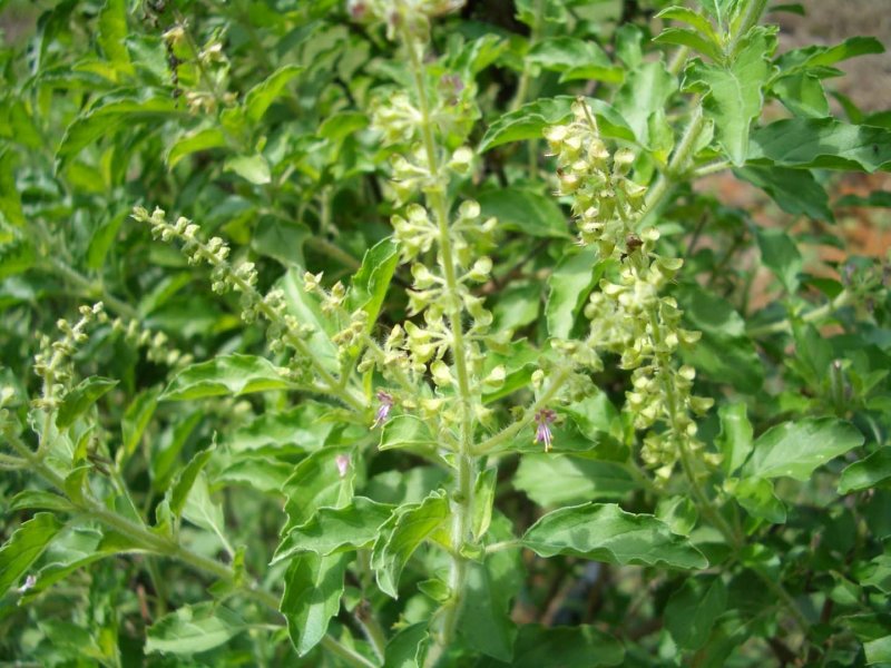 Tulsi Basil