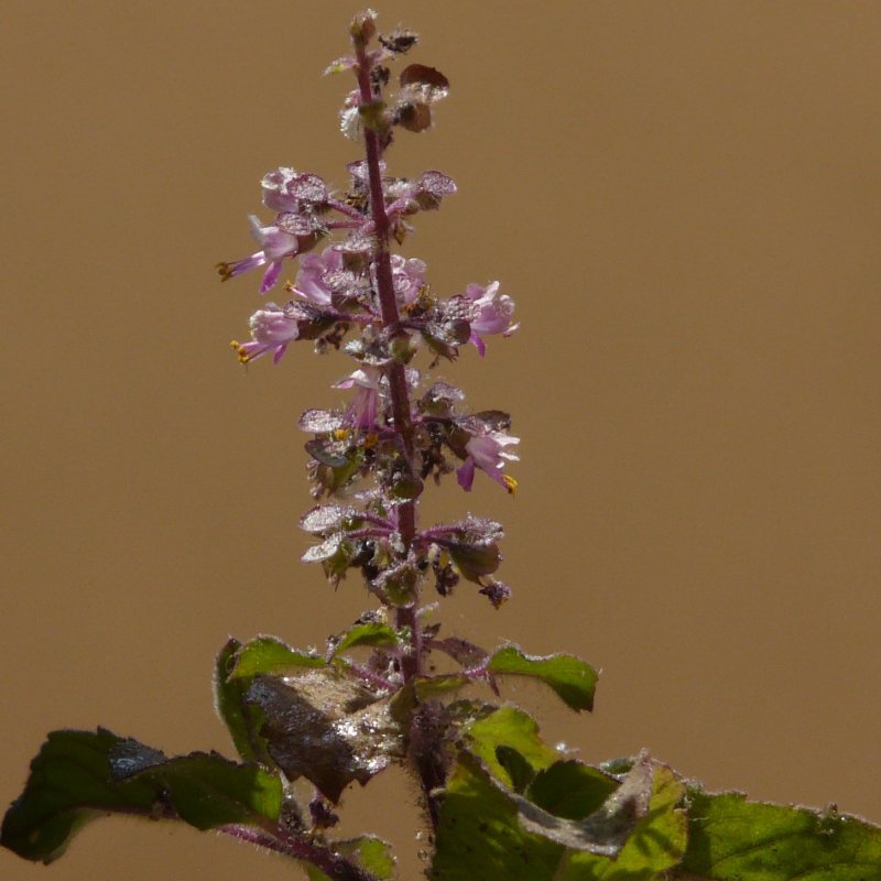 Tulsi Basil