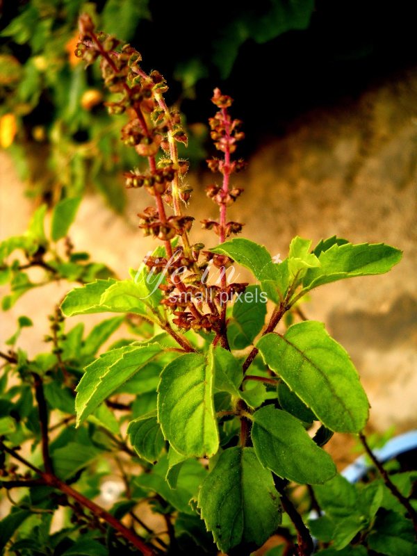 Ocimum Sanctum