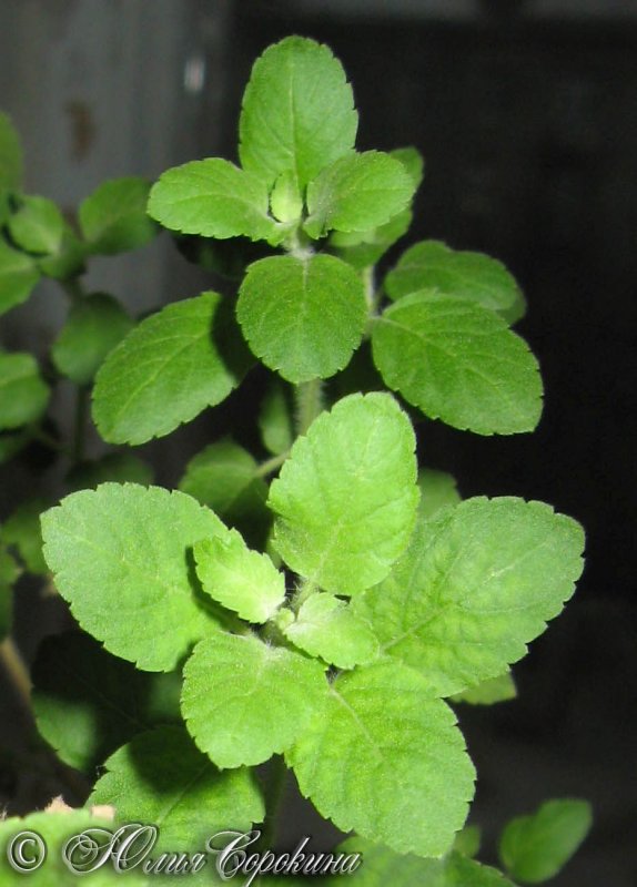 Ocimum Sanctum