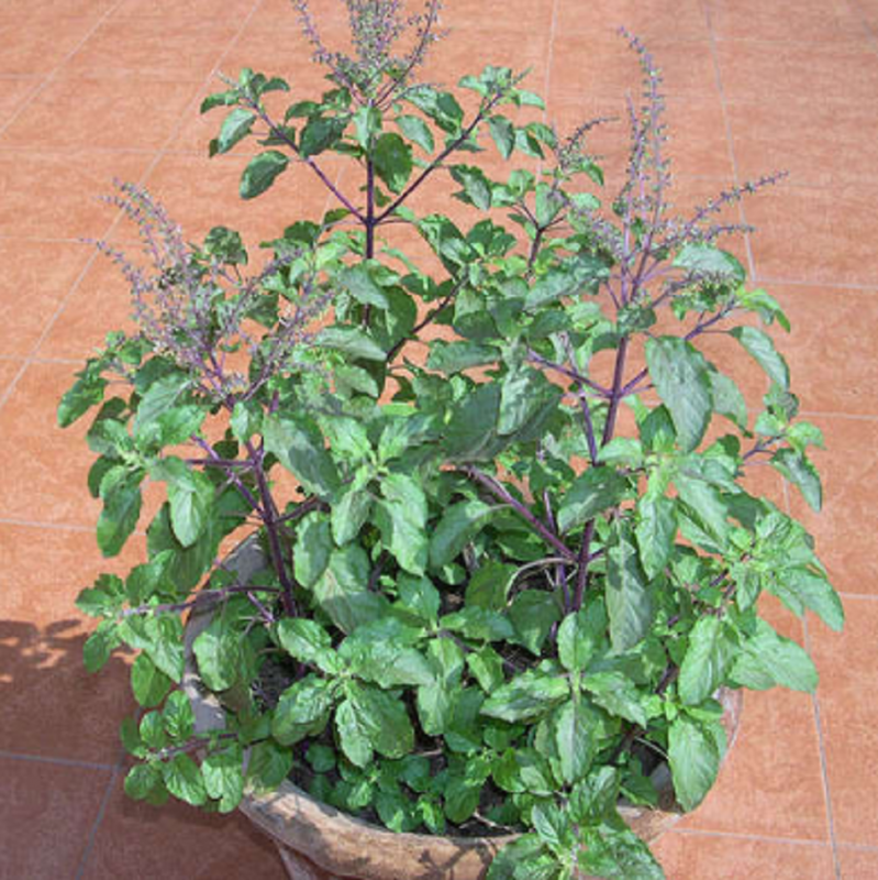 Tulsi Ocimum Sanctum