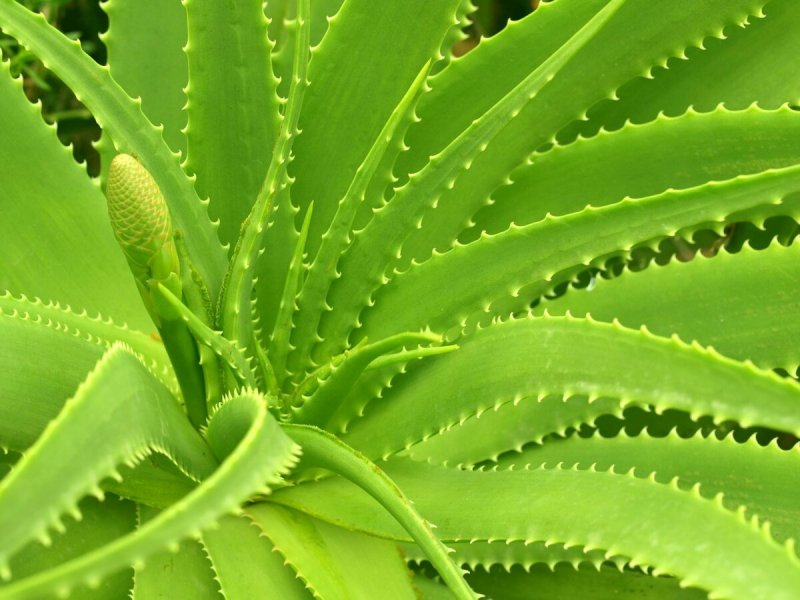 Алоэ Вера Aloe Vera