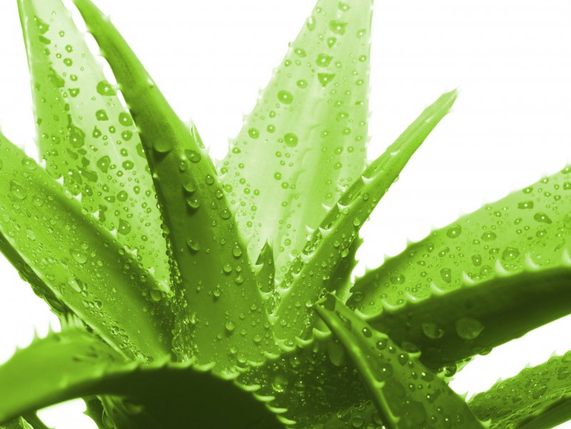 Алоэ Вера Aloe Vera