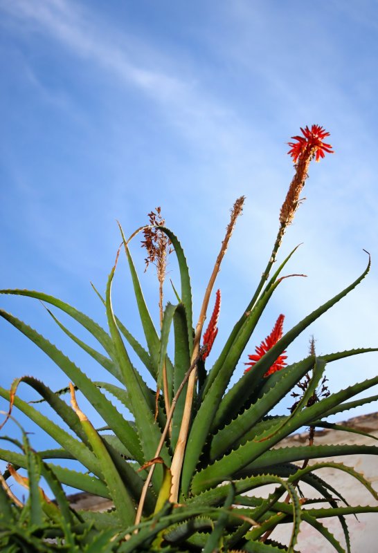 Алоэ колпачковидное Aloe mitriformis