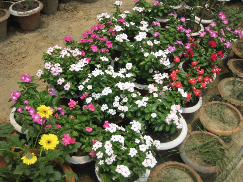 Бальзамин садовый - Impatiens balsamina